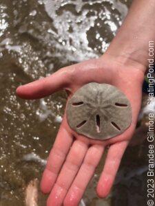 Sand dollar found on a beach in Puerto Rico 