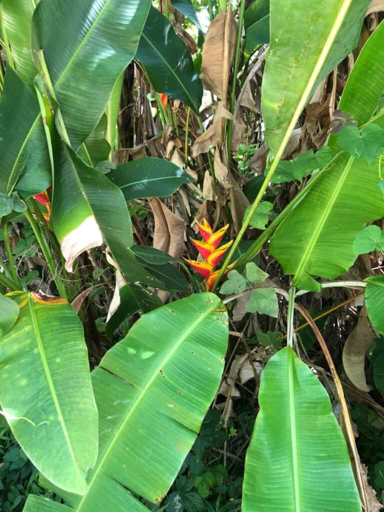 PR: El Yunque Family Waterfall Hike